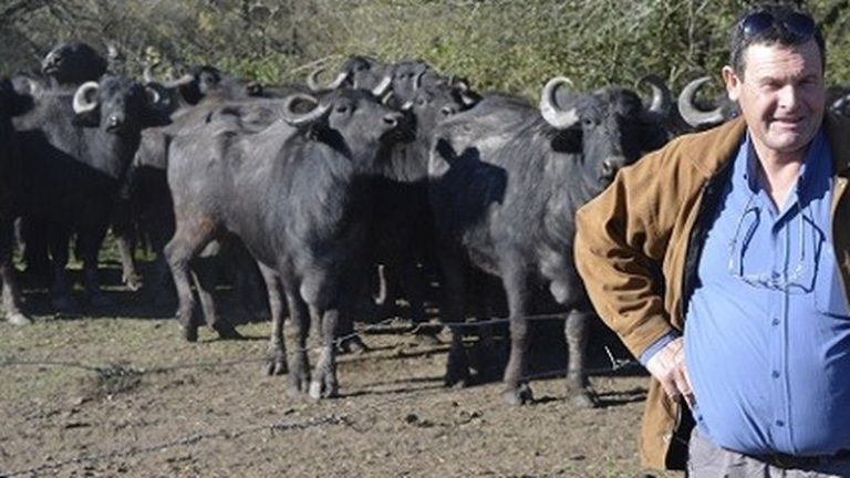 La cría de búfalos se consolida en Entre Ríos