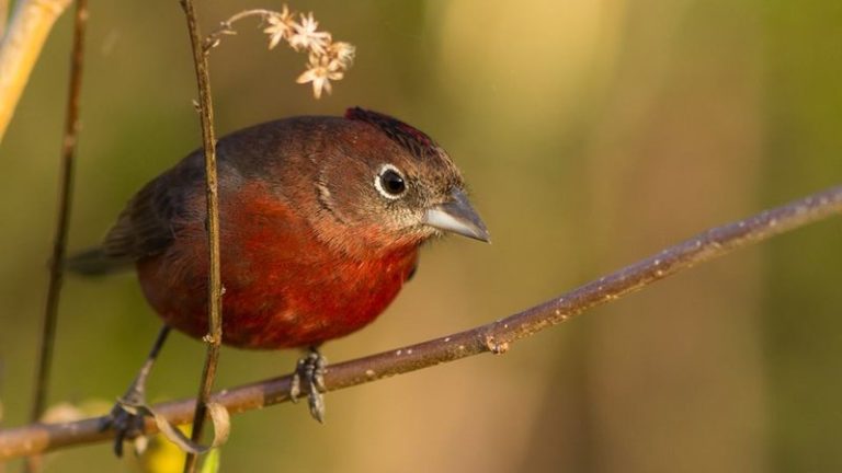 Muestra “Oro Verde: Naturaleza Viva” en el Museo