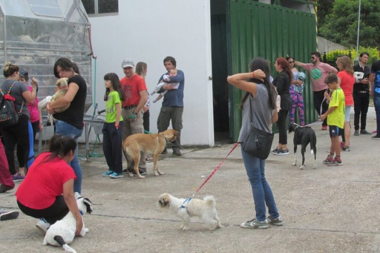 Esterilizaron 48 animales en la última Jornada