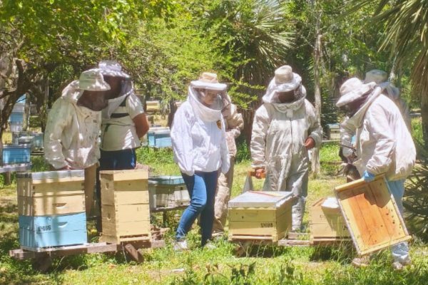 Capacitación Apícola en Entre Ríos: Cursos para Jóvenes y Adultos