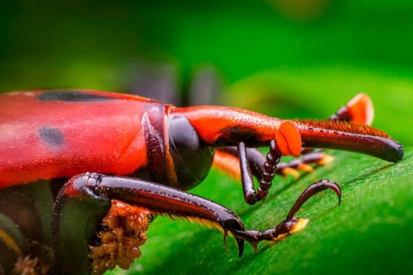 Intensifican el Monitoreo de Palmeras ante la Amenaza del Picudo Rojo