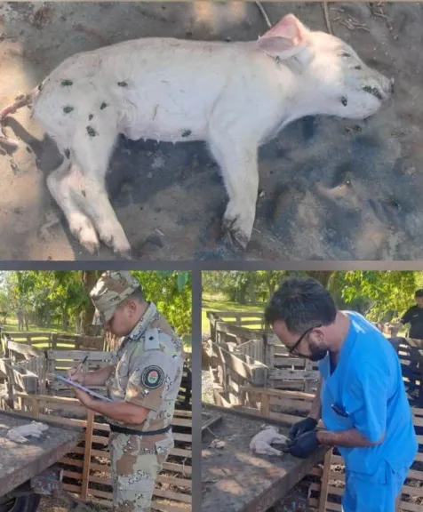 Tres hombres detenidos por abigeato agravado en Colón