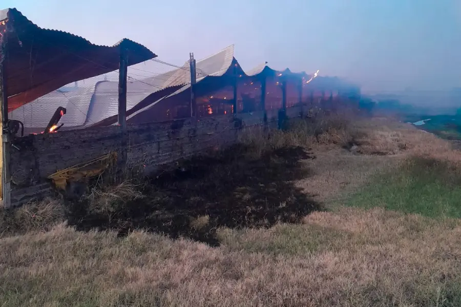 Incendio en Entre Ríos arrasa un galpón y provoca la muerte de 500 cerdos