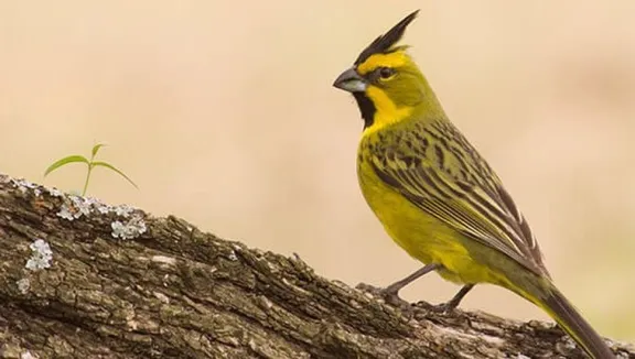 Diputados impulsan el reconocimiento de la fotografía de fauna autóctona del Paraná
