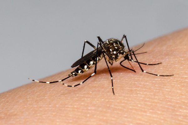 Alerta en Entre Ríos: Tres casos de dengue y detección de un nuevo serotipo